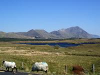 Ausblick von der N59 zu den Maumturk Mountains - Connemara, Co. Galway